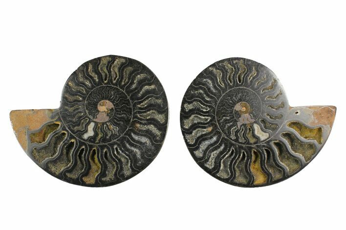 Cut/Polished Ammonite Fossil - Unusual Black Color #132701